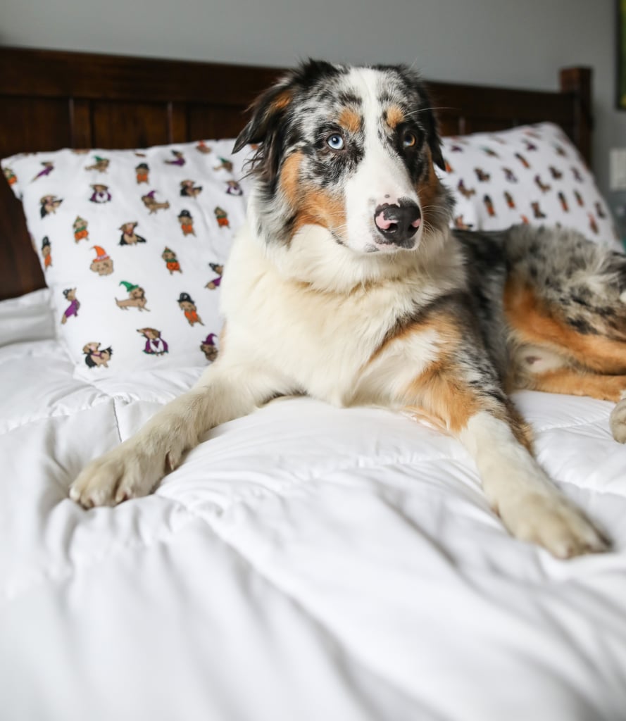 Cute Pictures of Australian Shepherds