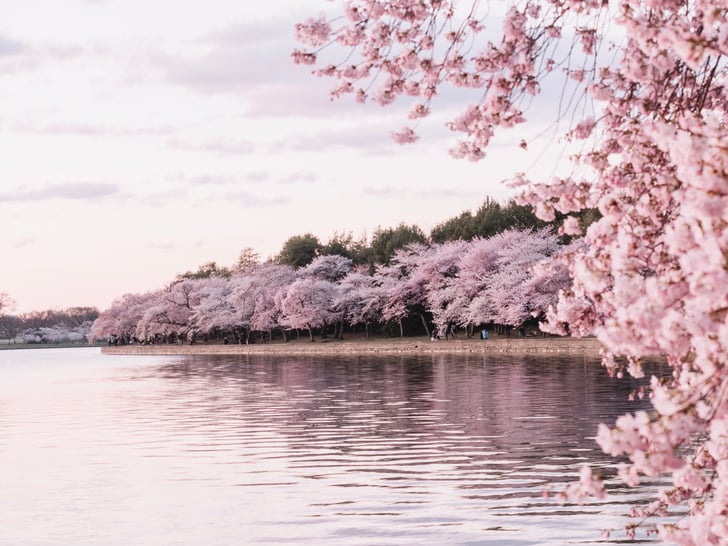 10 Stunning Images of D.C.'s Cherry Blossoms