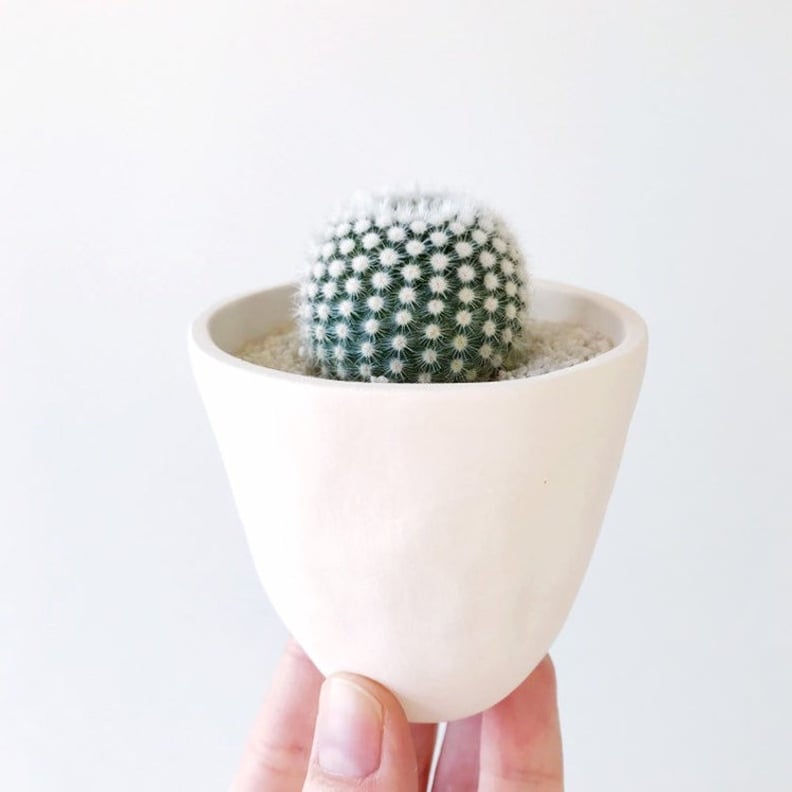 Winifred Cactus Plant and Handmade Ceramic Planter