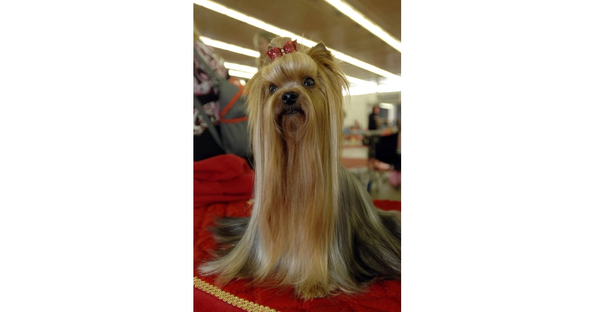 The "Are Those Extensions?" 'Do Pictures of Dog Hairstyles POPSUGAR