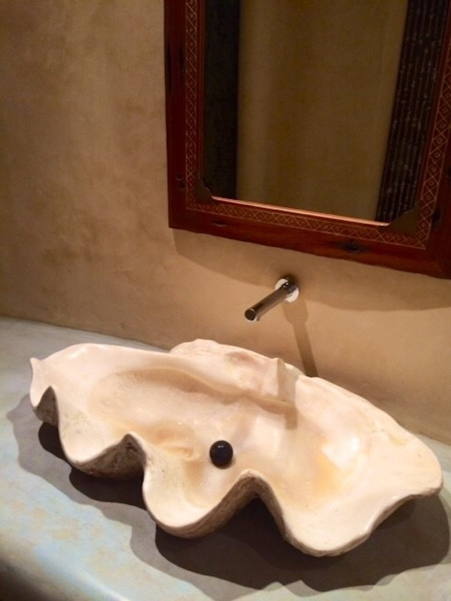 giant clam shell for sale