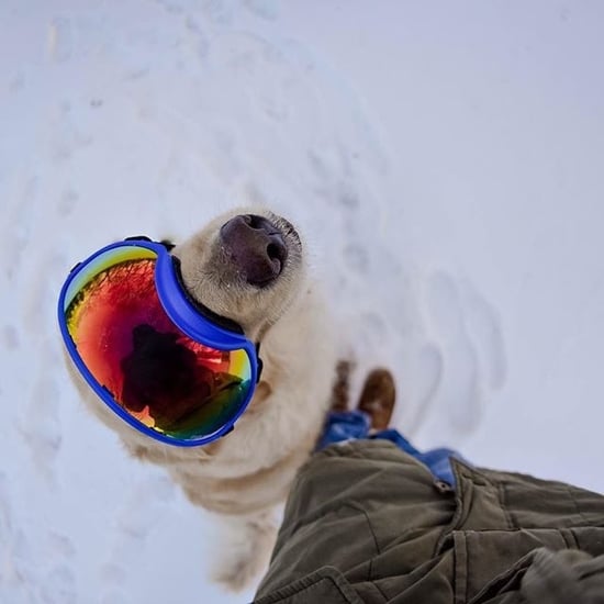 Dogs Playing in the Snow