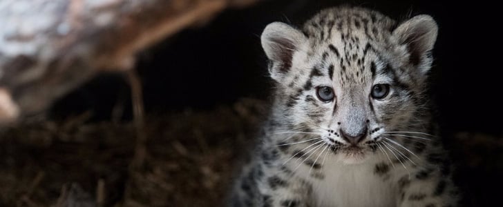 Snow Leopard Born at Cleveland Zoo