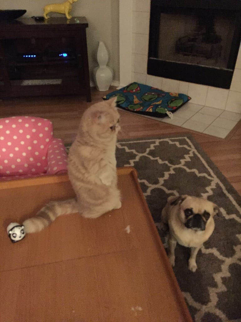 A pug and a meerkat cat in one home? Talk about heaven.