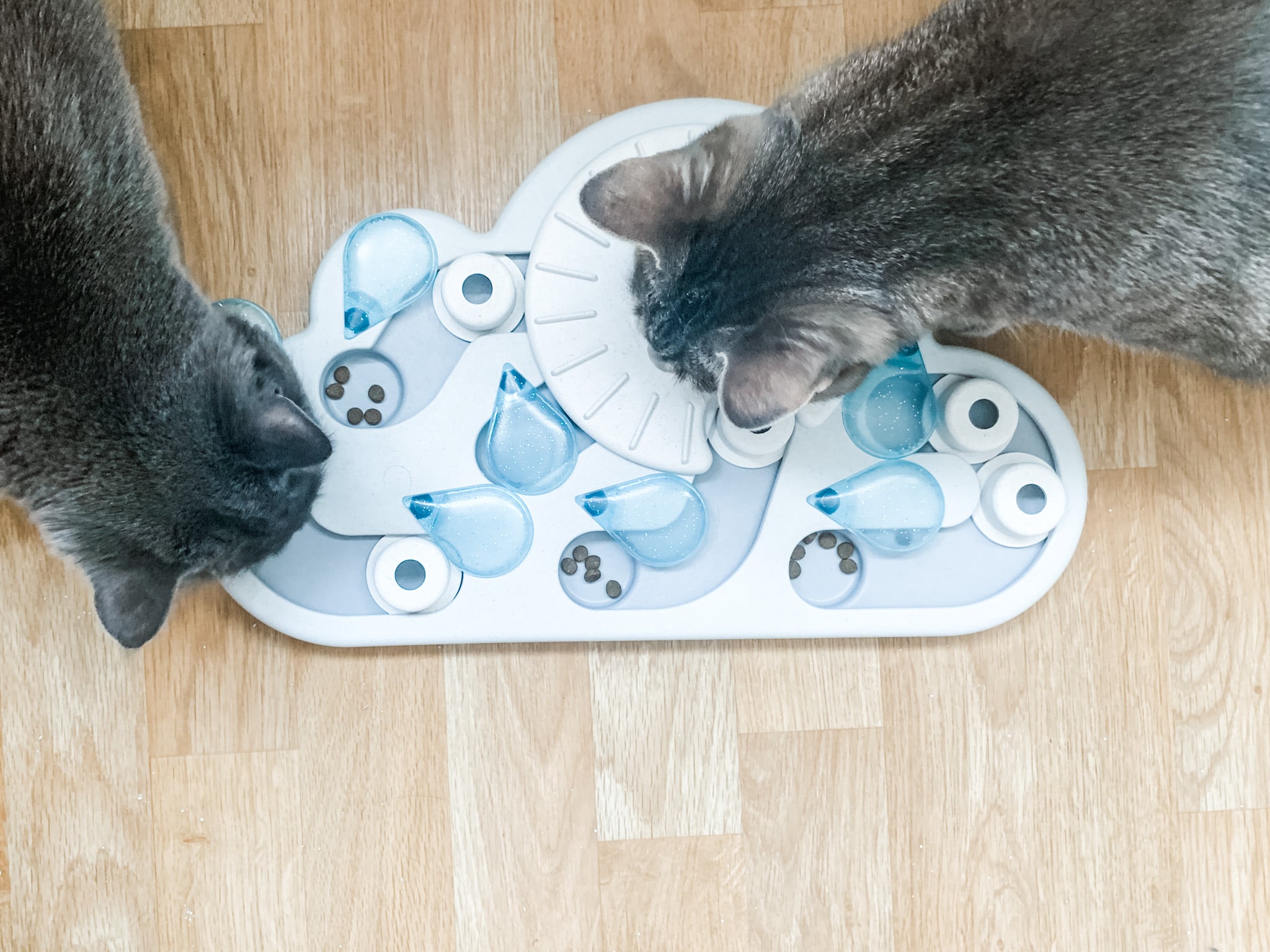 Cat Slow-Feeder Puzzle Review, PetStages Rainy Day
