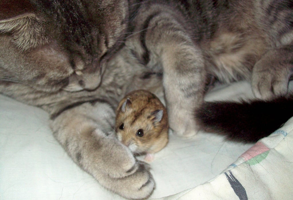 Who says that cats and rodents can't get along? Interspecies