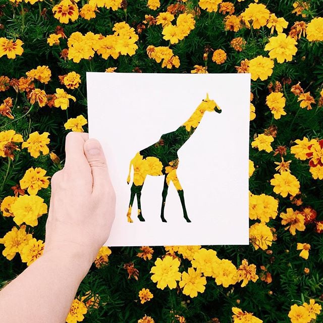 Giraffe
