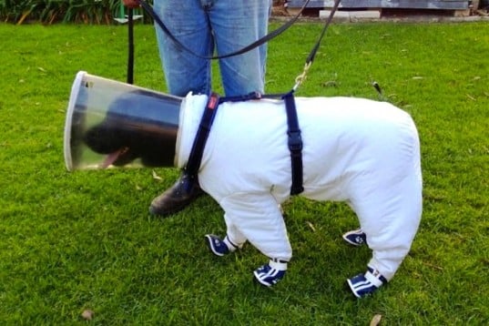 This Dog in a Bee Safety Suit