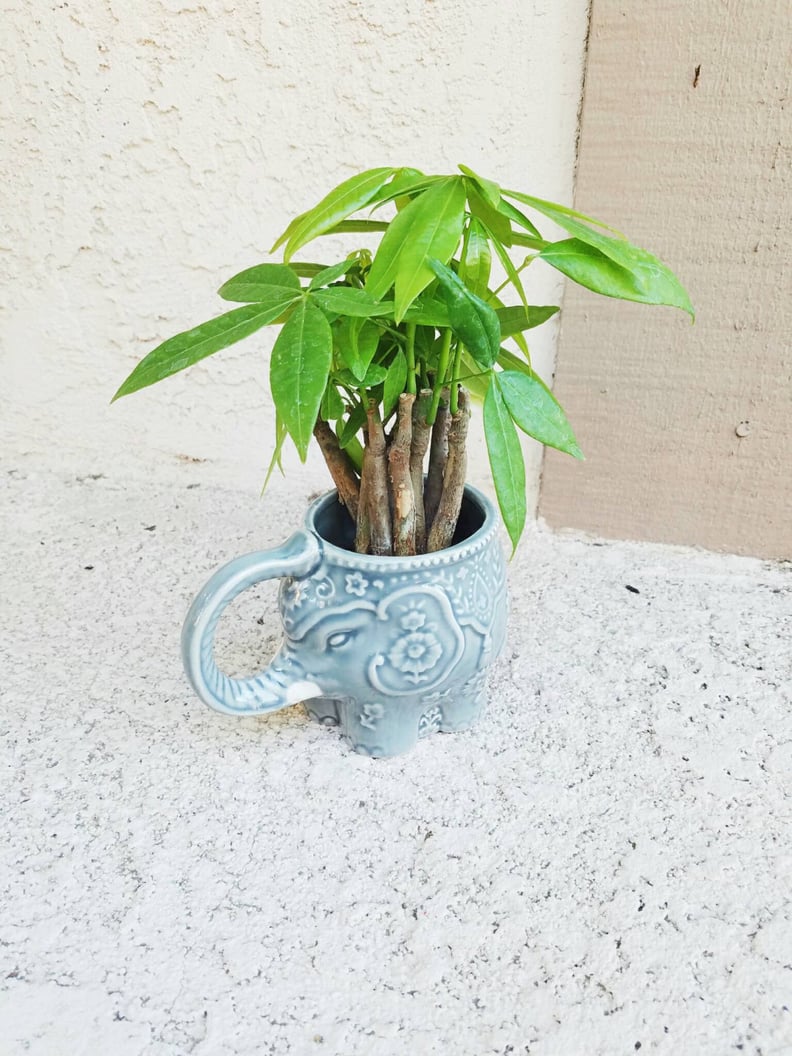 For the Friend in Need of Some Luck: Money Tree