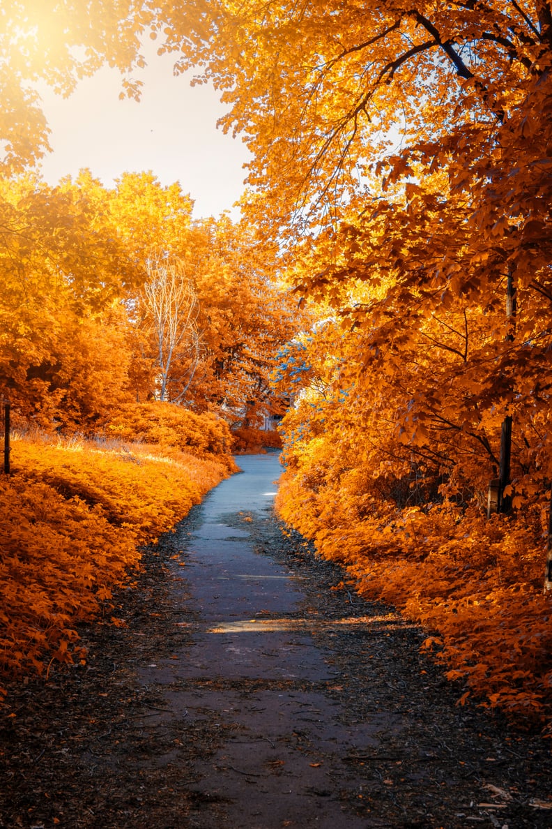 Fall Background: Walkway iPhone Wallpaper