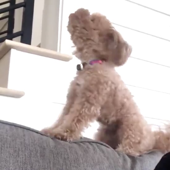 Video of Dog Throwing a Tantrum Over Waffles