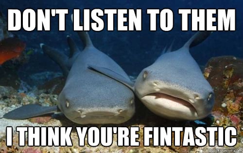 Friendly Shark Is Friendly