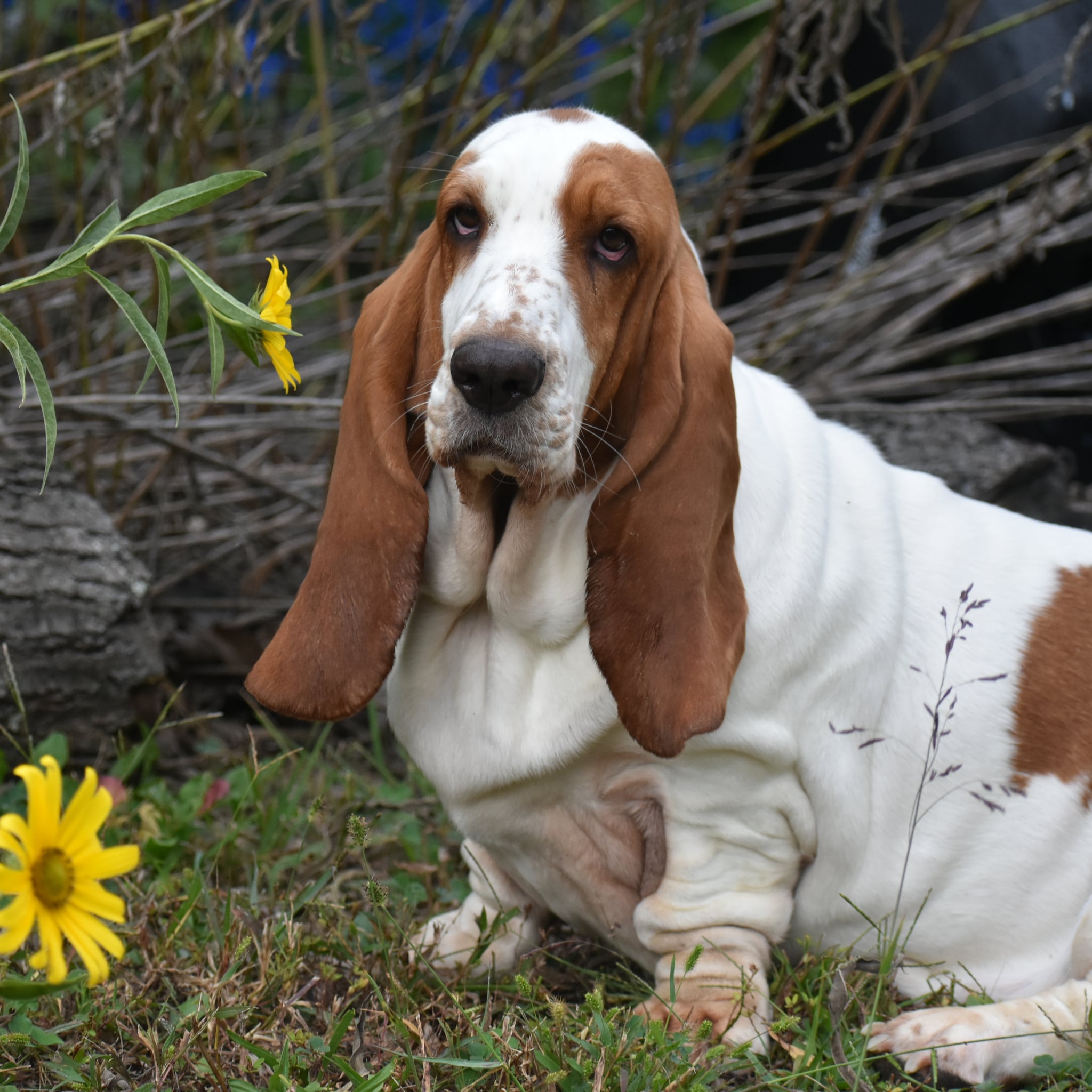 Cute Pictures of Basset Hounds 