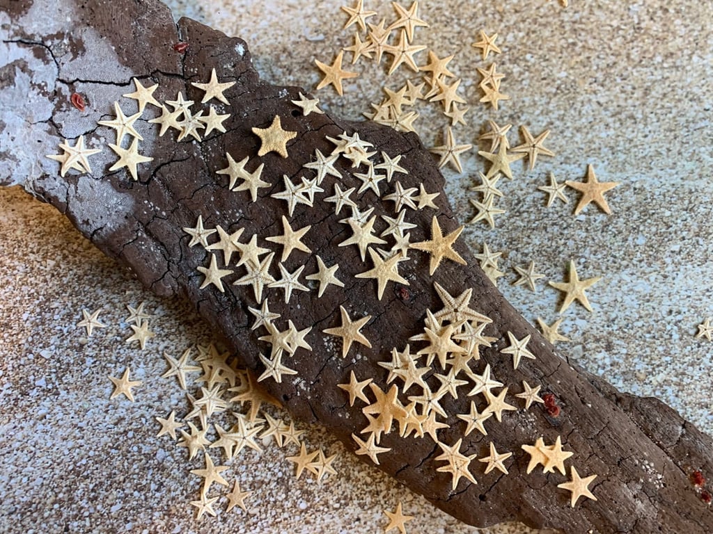 Tiny Starfish