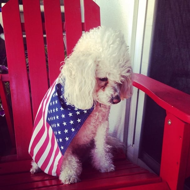 This pup doesn't seem too enthused about Team USA's efforts.
Source: Instagram user luiza360