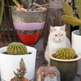 In Completely Unsurprising News, Cat Owners Take 4-5 Pictures of Their Cats EVERY DAY