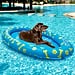 Best Summer Dog Products