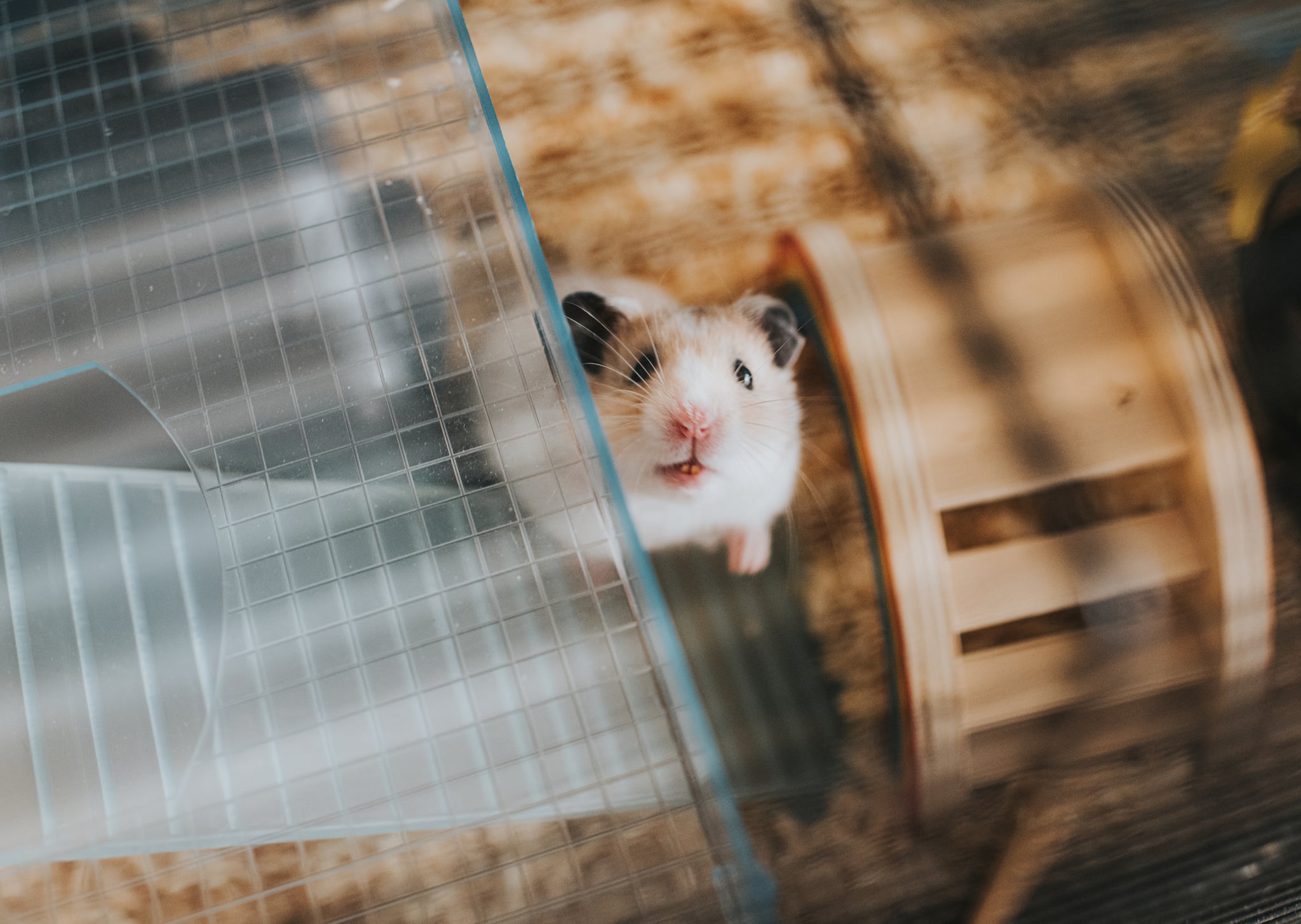 Cute Hamster looking up at the camera, in his cage.