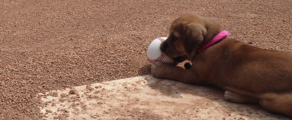 Puppy Abandoned at a Baseball Field Gets Adopted
