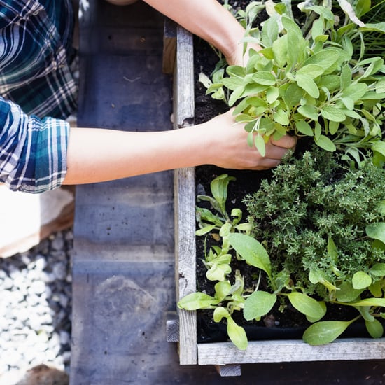 Where to Buy Edible Garden Plants Online