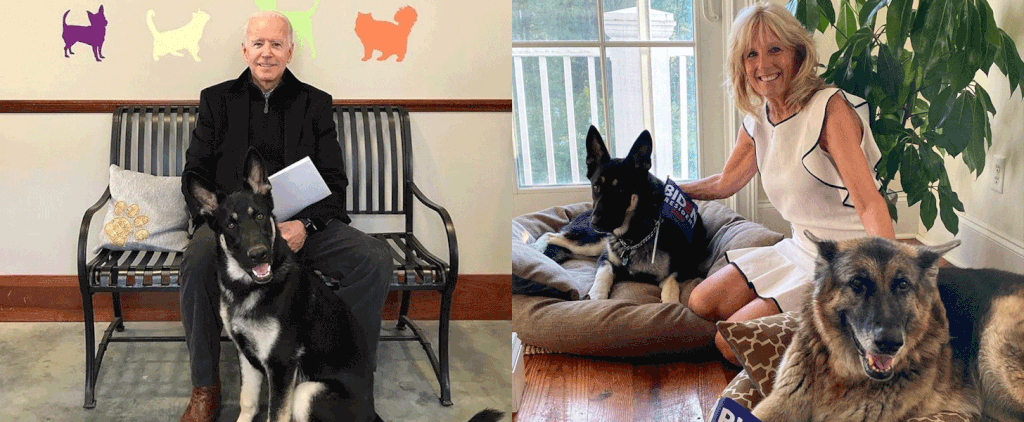 The Cutest Pictures of Joe Biden's Dogs, Champ and Major