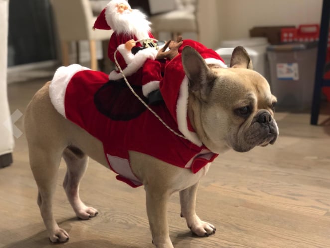 Santa Dog Costume