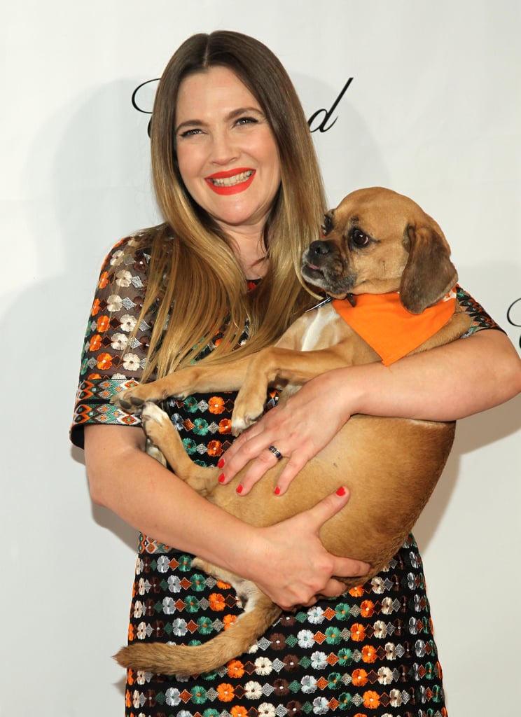 Drew Barrymore was honored by the ASPCA at the 19th annual Bergh Ball in NYC on Thursday night. The inspiring actress, who has been a longtime lover and supporter of animals, looked radiant on the red carpet as she posed with an adorable rescue dog. Inside, Drew took her seat with host Nathan Lane and Martha Stewart, who presented Drew with the humanitarian award for her ongoing efforts. 
Drew took the podium to give a heartfelt speech about love and loss — while she made no mention of her recent split from husband Will Kopelman, she did tell the crowd about one of the other loves of her life: her late dog, Flossie. While writing her book Wildflower, Drew said, "The chapter that made me cry the hardest while writing, I couldn't even type on the keys, because I couldn't get clarity in my eyes from the tears just falling, was a chapter called 'Flossie,' about my dog who I had for 16 years." She went on to talk about "the unspoken gift" that animals have given her, saying, "I don't have it in my heart to be rude, mean, cruel, unkind to any person on the planet, let alone an animal."
After the event, Drew was spotted holding hands with her date, InStyle editorial director Ariel Foxman. Her exciting night out comes just a couple of weeks after announcing that she and Will Kopelman are planning to divorce after nearly four years of marriage. Keep reading to see her memorable evening, then read Drew's recent quotes about BFF Cameron Diaz.