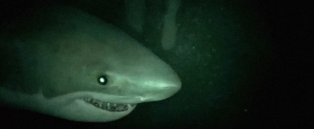 Best Horror Movies About Sharks