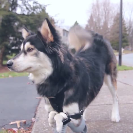 Derby the Dog 3D Printed Prosthetics