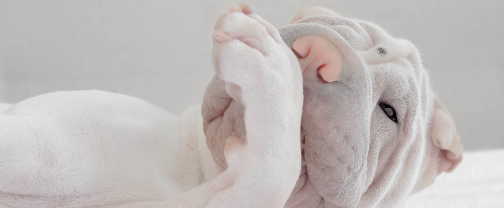 Ask A Vet Why Does My Dog Lick My Feet