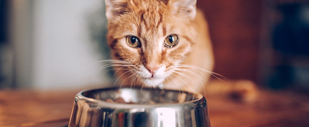 Can Cats Eat Shrimp?