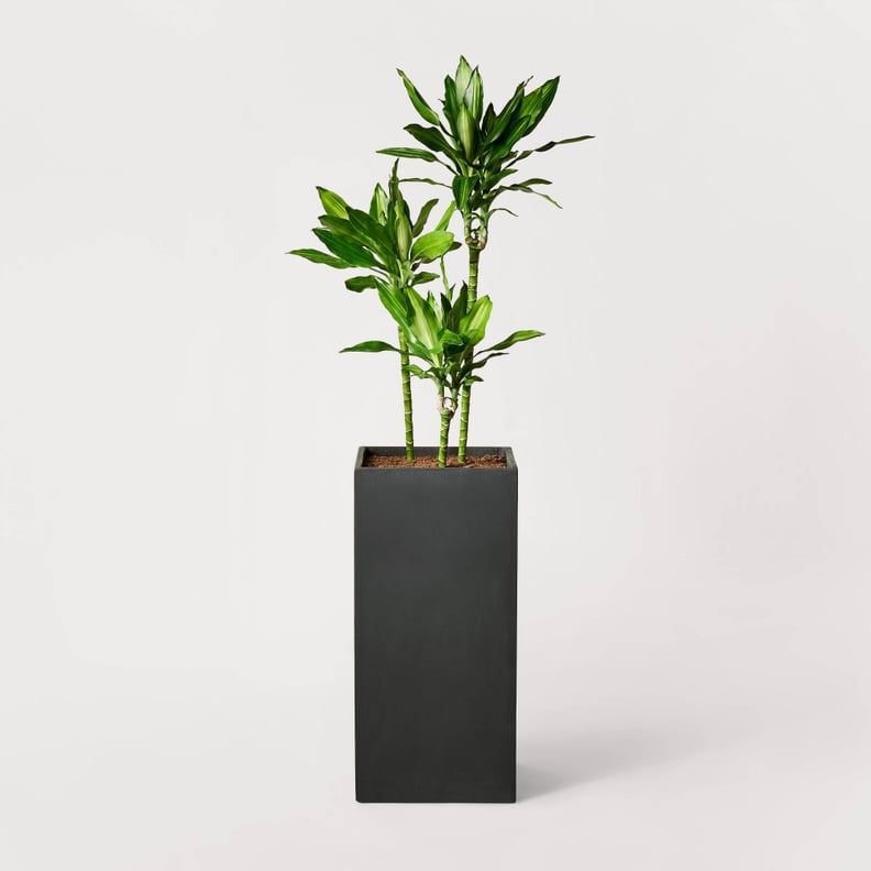 Outdoor Modern Cement Planter