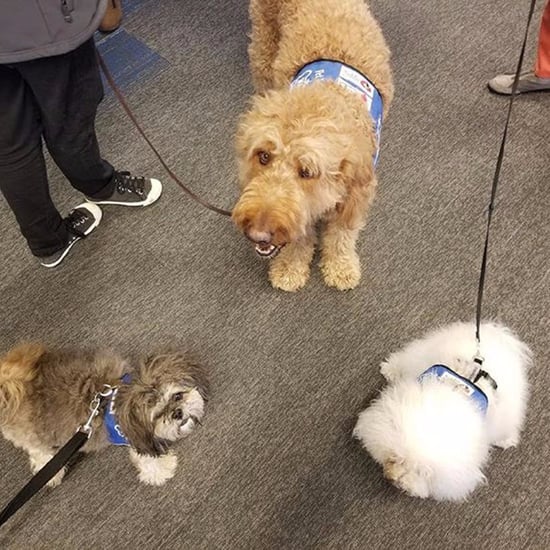 Airports With Therapy Animals