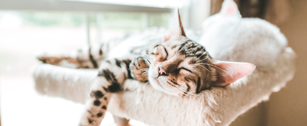 Why Does My Cat Purr in Their Sleep?