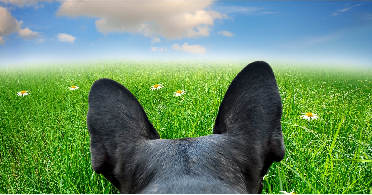 Dog Hopping Through Field POPSUGAR Pets