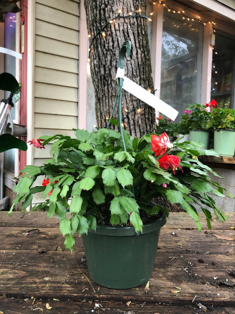 Christmas Cactus Plant