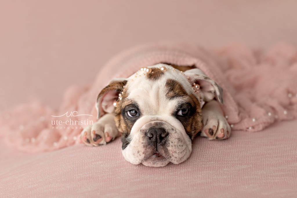 Newborn English Bulldog Puppy Photos For Valentine's Day