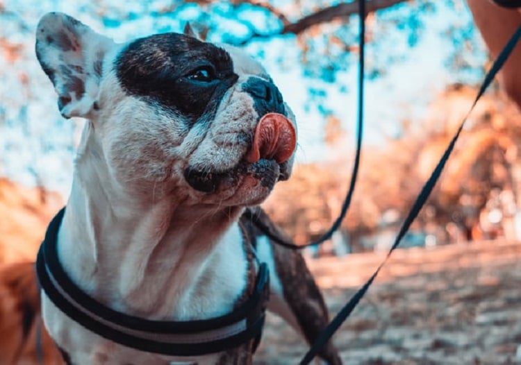 French Bulldogs