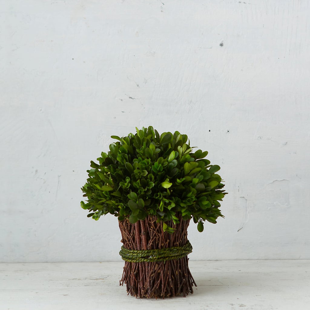 desktop greenery