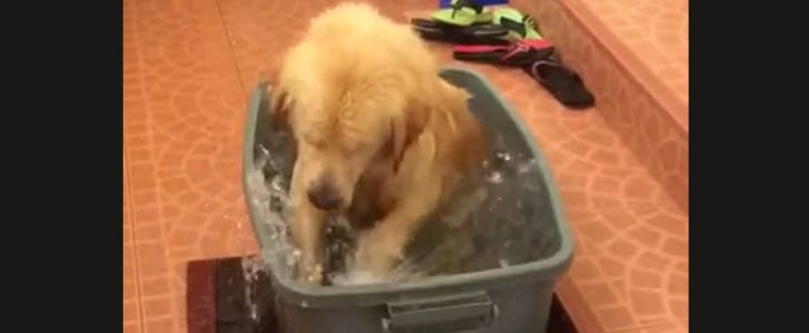 Dog Playing in Water GIF