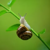 Rubbed Snail Face Obliterated Acne