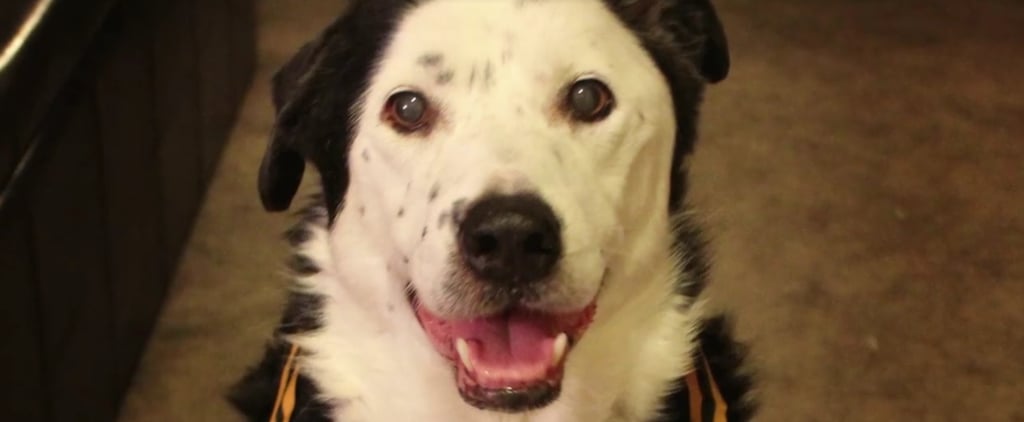 Man and Dog Lose Weight Together | Video