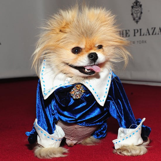 Lisa Vanderpump's Dog Giggy on Red Carpet