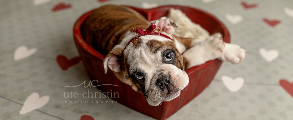 Newborn English Bulldog Puppy Photos For Valentine's Day