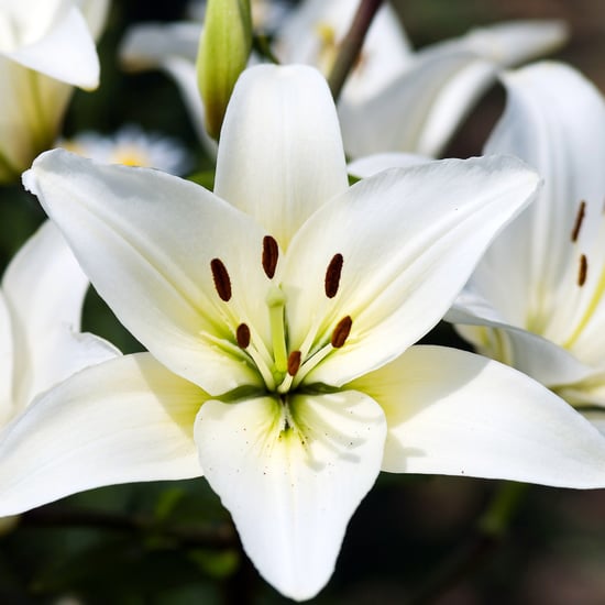 Easter Lilies Poisonous to Cats