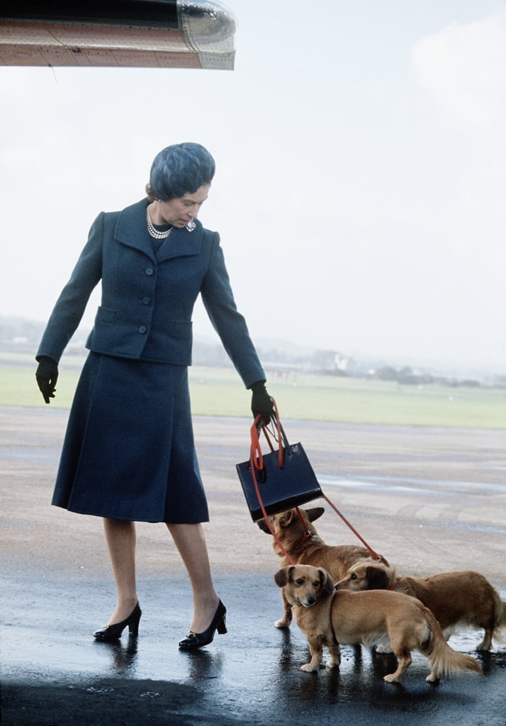The queen is never far from her beloved Corgis, as pictured here in 1974.