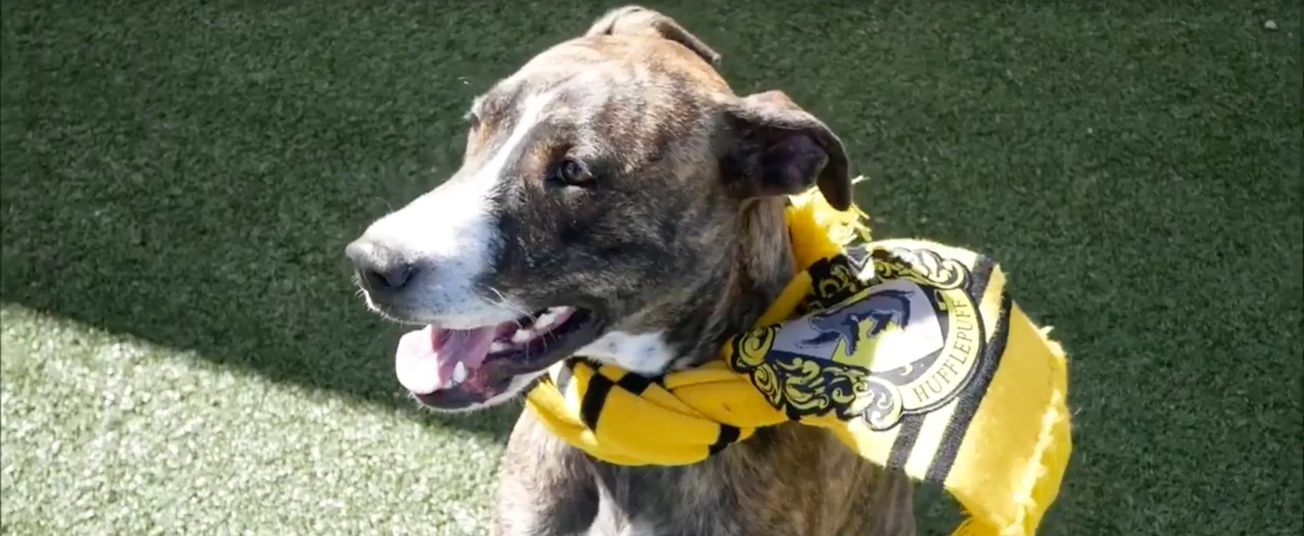 Hogwarts House Sorting Quiz For Dogs POPSUGAR Entertainment