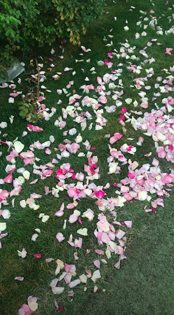 Gorgeous Pink Petals Covered the Ground