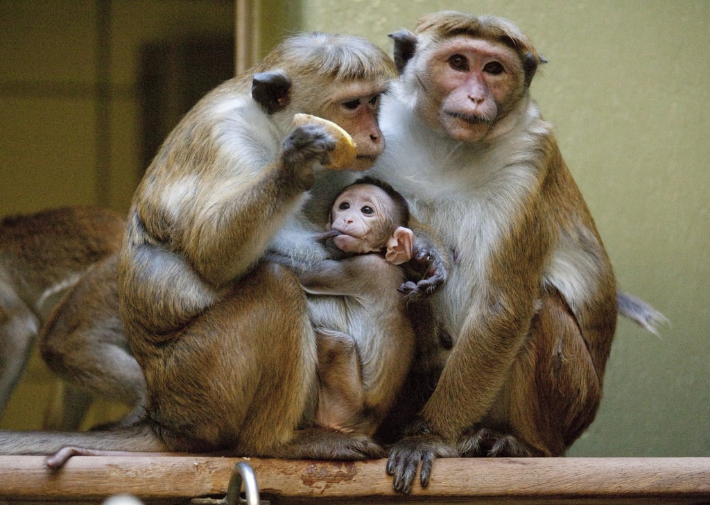 Baby Macaque Pictures