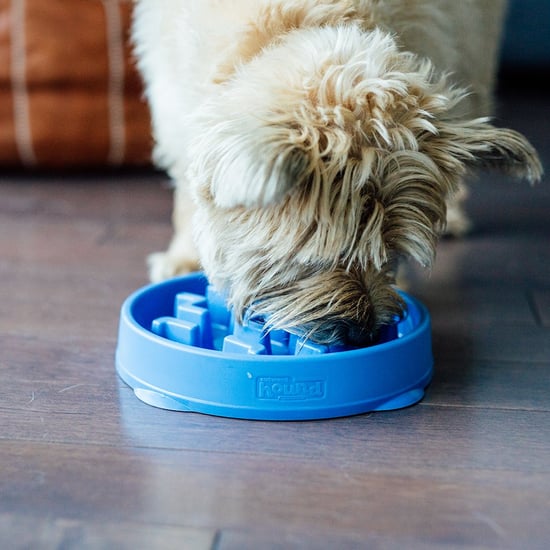 Best Slow-Feeder Bowls For Dogs Who Eat Fast